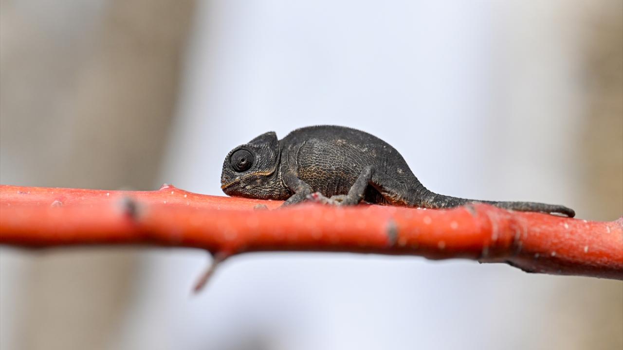 Van'da bitkin halde bulunan bukalemun korumaya alındı 11
