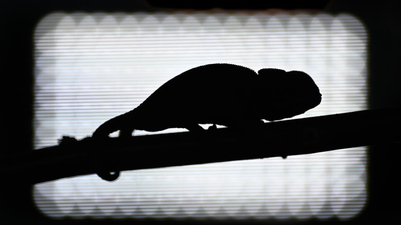 Van'da bitkin halde bulunan bukalemun korumaya alındı 9