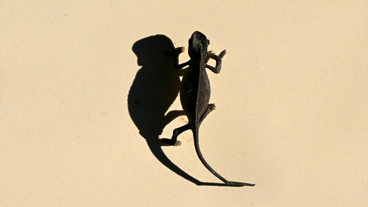 Van'da bitkin halde bulunan bukalemun korumaya alındı 10