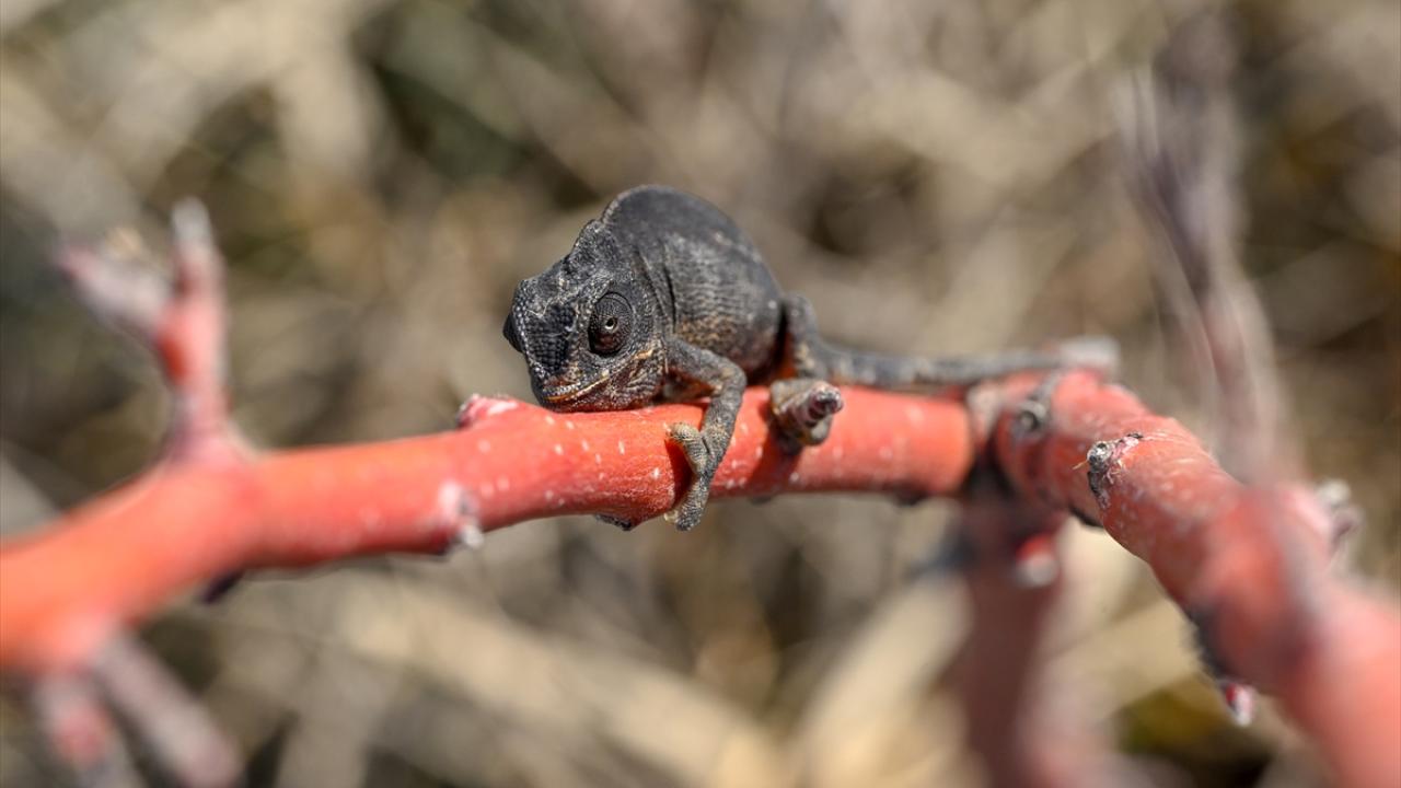 Van'da bitkin halde bulunan bukalemun korumaya alındı 6