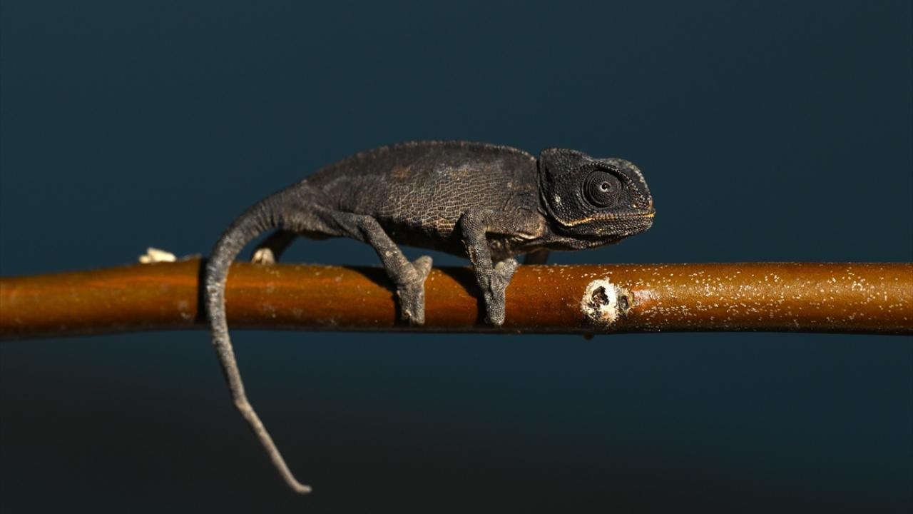 Van'da bitkin halde bulunan bukalemun korumaya alındı 7