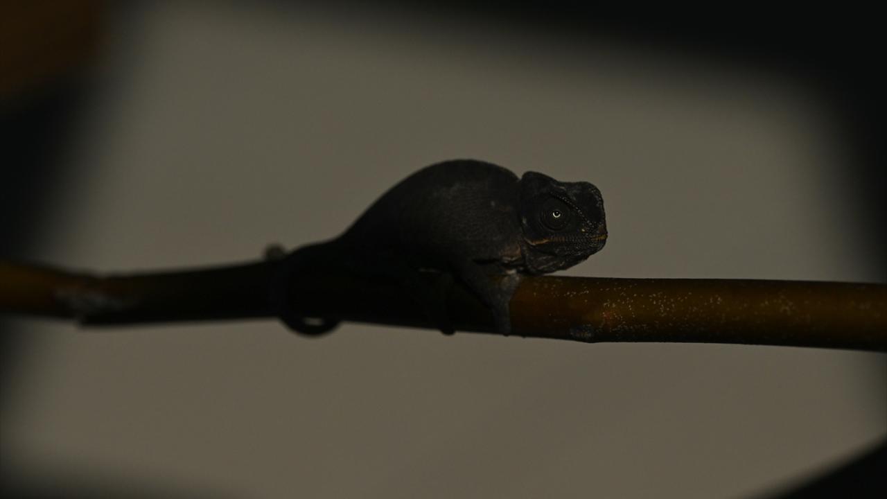 Van'da bitkin halde bulunan bukalemun korumaya alındı 4