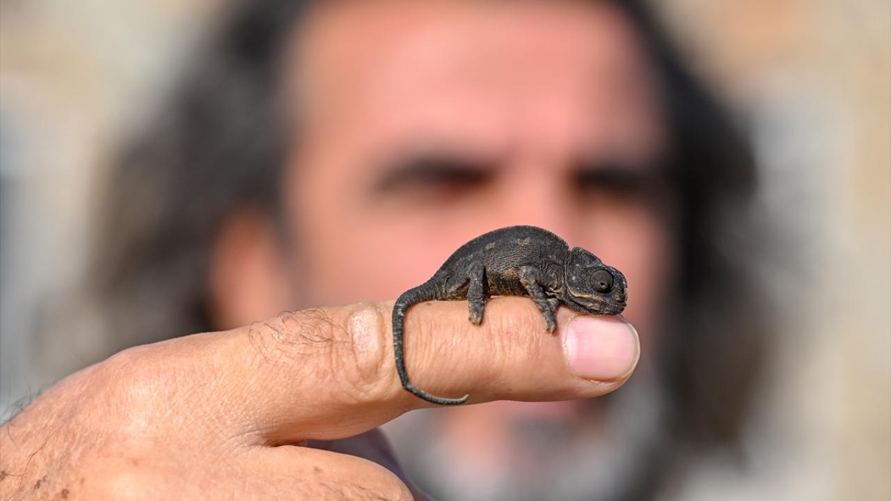 Van'da bitkin halde bulunan bukalemun korumaya alındı 5