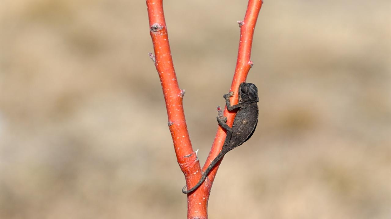 Van'da bitkin halde bulunan bukalemun korumaya alındı 3