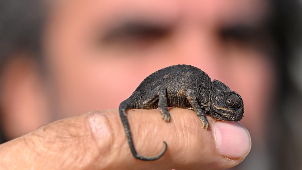 Van'da bitkin halde bulunan bukalemun korumaya alındı 2