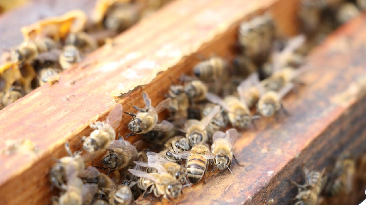 Küresel iklim değişikliğinde bal arılarını bekleyen tehlike 8