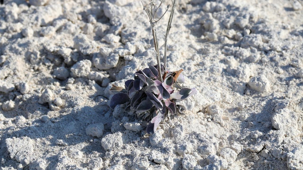 Tuz Gölü'nde kuraklık alarmı 8