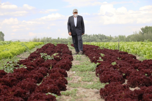 Öyle bir tohum ürettiler ki... Onlarca yıl sebze ve meyve verecek! Türkiye'ye tarihi müjde 14