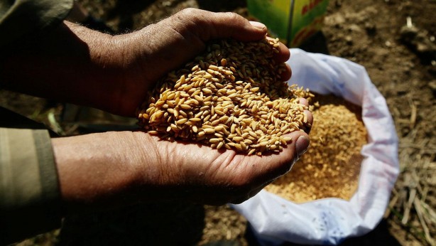 Öyle bir tohum ürettiler ki... Onlarca yıl sebze ve meyve verecek! Türkiye'ye tarihi müjde 11