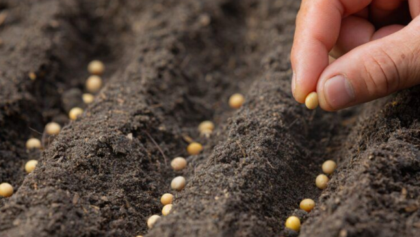 Öyle bir tohum ürettiler ki... Onlarca yıl sebze ve meyve verecek! Türkiye'ye tarihi müjde 13