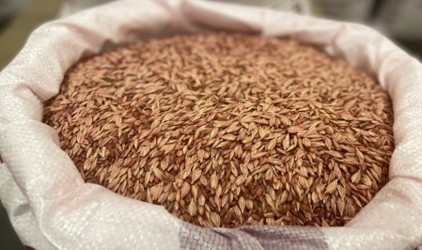 Öyle bir tohum ürettiler ki... Onlarca yıl sebze ve meyve verecek! Türkiye'ye tarihi müjde 9