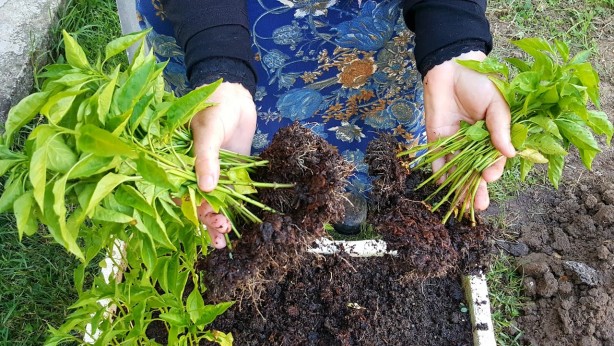 Öyle bir tohum ürettiler ki... Onlarca yıl sebze ve meyve verecek! Türkiye'ye tarihi müjde 6