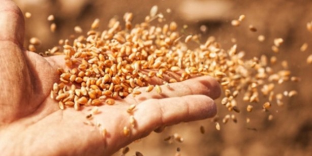 Öyle bir tohum ürettiler ki... Onlarca yıl sebze ve meyve verecek! Türkiye'ye tarihi müjde 7