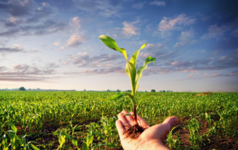 Öyle bir tohum ürettiler ki... Onlarca yıl sebze ve meyve verecek! Türkiye'ye tarihi müjde 4