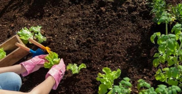 Öyle bir tohum ürettiler ki... Onlarca yıl sebze ve meyve verecek! Türkiye'ye tarihi müjde 2