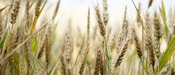 Öyle bir tohum ürettiler ki... Onlarca yıl sebze ve meyve verecek! Türkiye'ye tarihi müjde 3