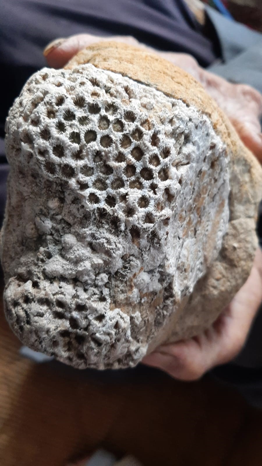 Dağda gezerken buldu, yanından ayırmıyor: Nuh Aleyhi selam zamanında kaldığını düşünüyorum 2