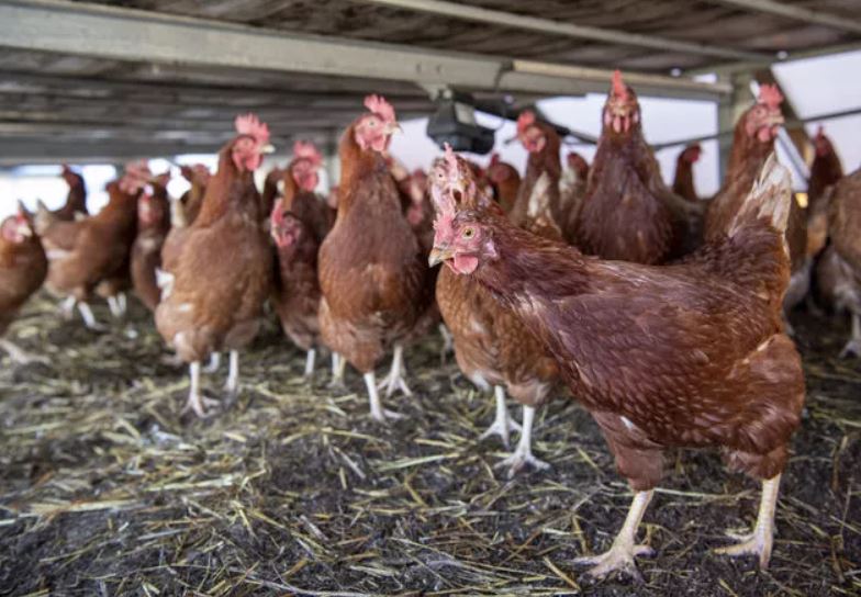 Yeni bir pandemi mi geliyor? Çok konuşulacak listede Türkiye de var! O hastalık ise... 4