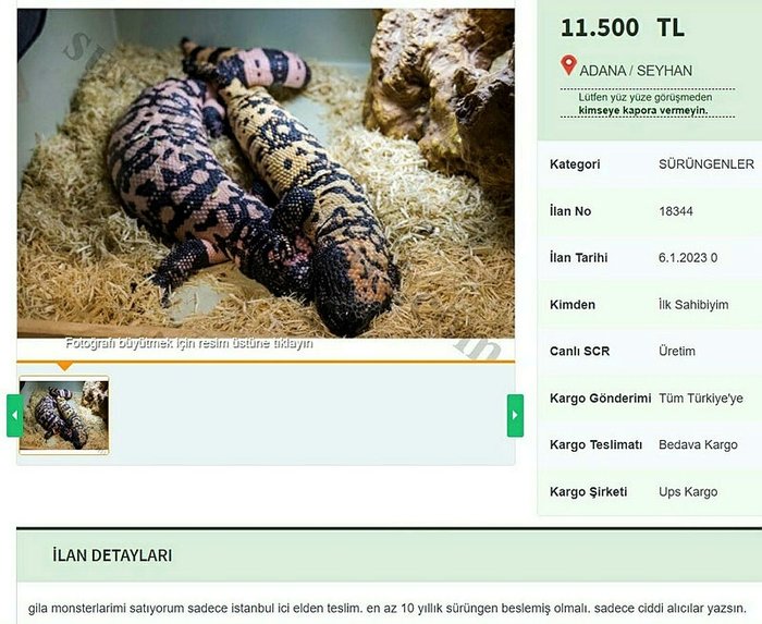 Sahibinden satılık canavar! 'İstanbul'a elden teslim...' 2