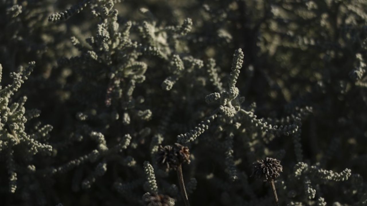 Pursaklar’da yetiştiriliyor! Bu bitki şifa dolu 2