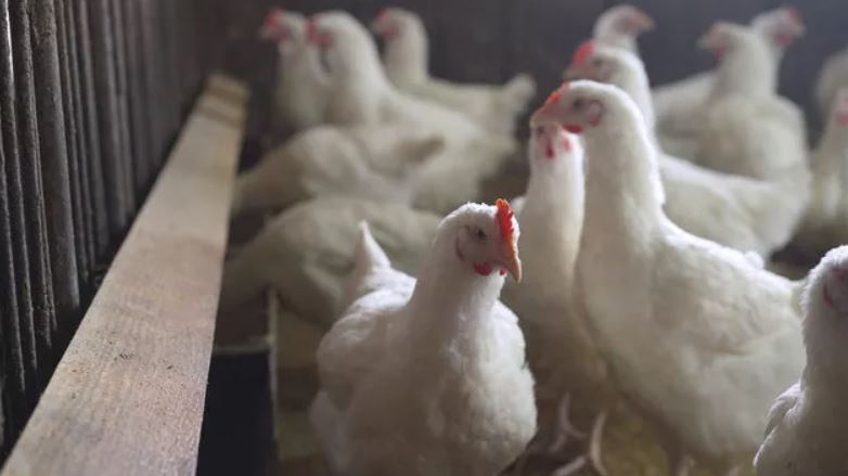 Yeni bir pandemi mi geliyor? Çok konuşulacak listede Türkiye de var! O hastalık ise... 3