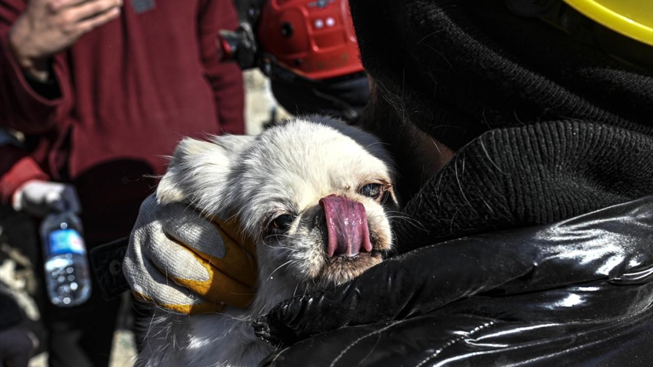 Enkaz altındaki kadın, köpeğinin havlaması sayesinde depremden 103 saat sonra kurtarıldı 3