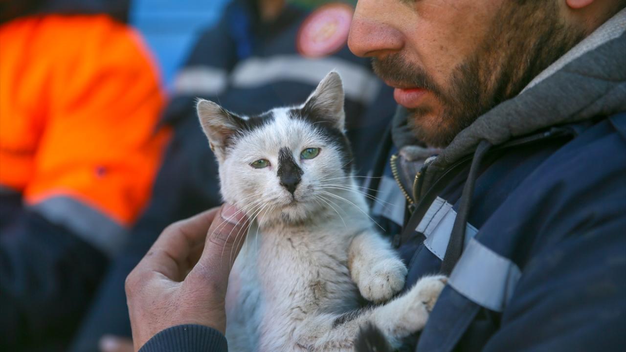 Göçükten çıkarılarak "Enkaz" adı verilen kedi, arama kurtarma ekibinin maskotu oldu 2