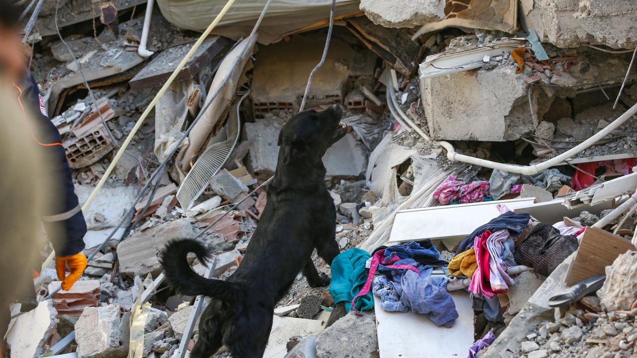 Arama kurtarma köpekleri enkaz altındaki yüzlerce cana umut oldu 11
