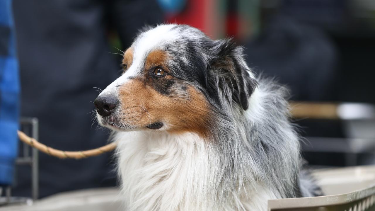 Arama kurtarma köpekleri enkaz altındaki yüzlerce cana umut oldu 12
