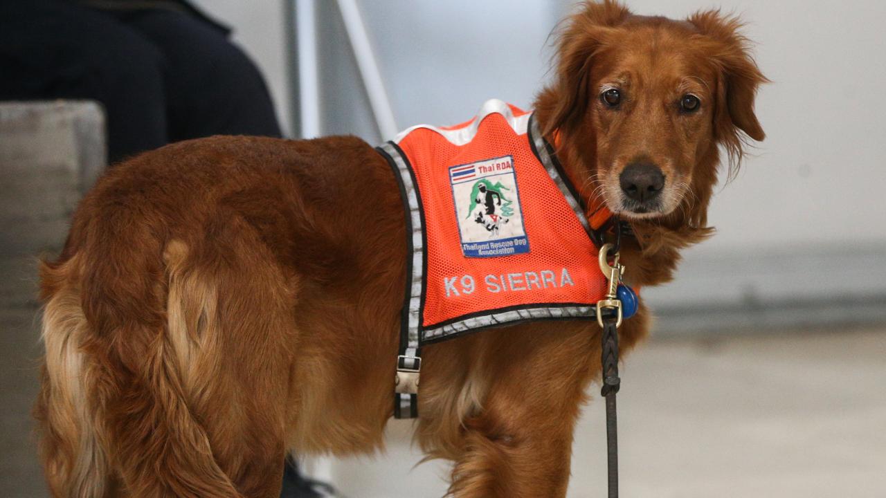 Arama kurtarma köpekleri enkaz altındaki yüzlerce cana umut oldu 13