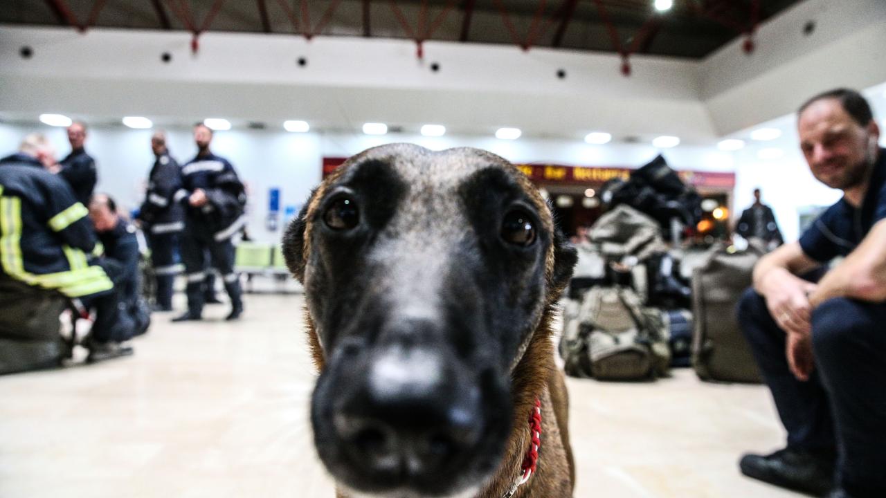 Arama kurtarma köpekleri enkaz altındaki yüzlerce cana umut oldu 3