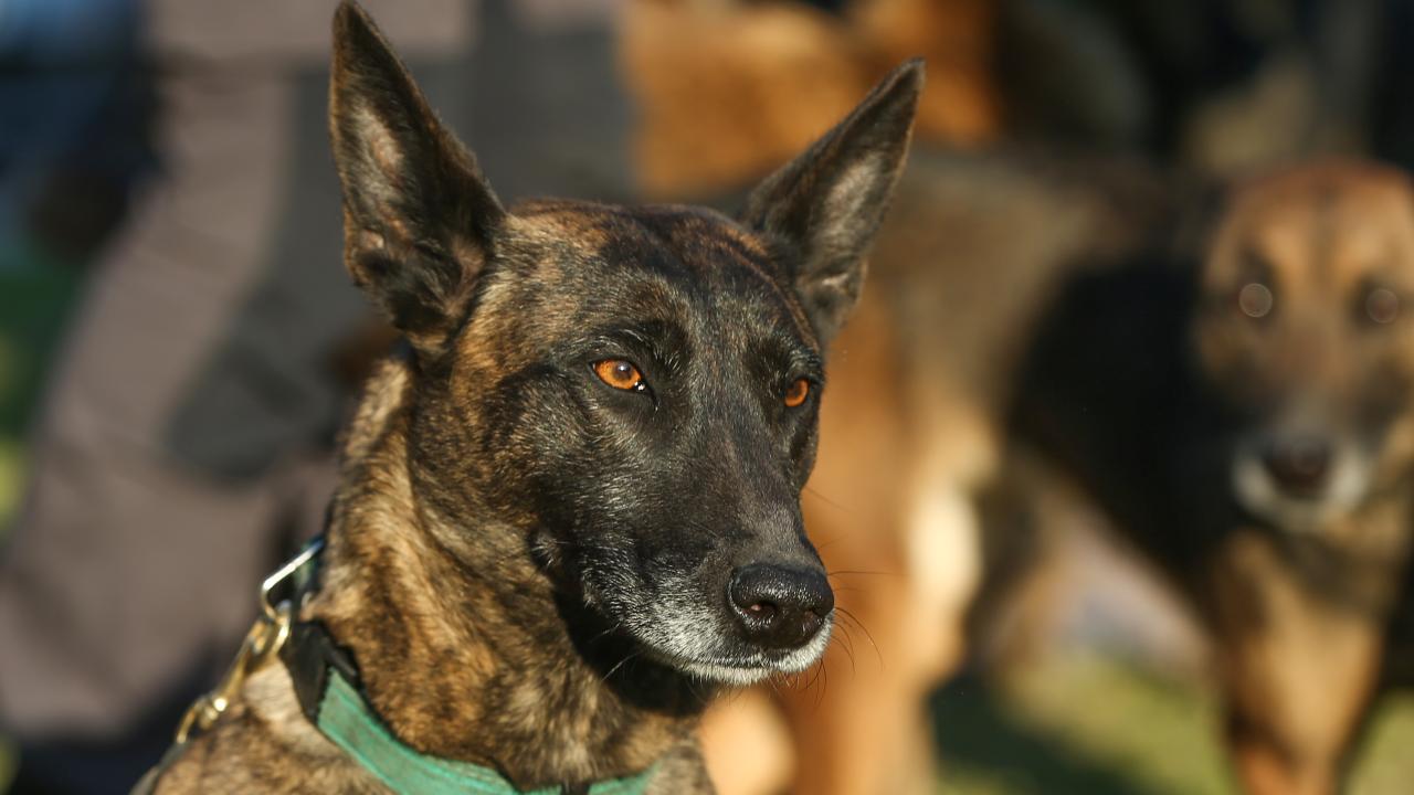 Arama kurtarma köpekleri enkaz altındaki yüzlerce cana umut oldu 4