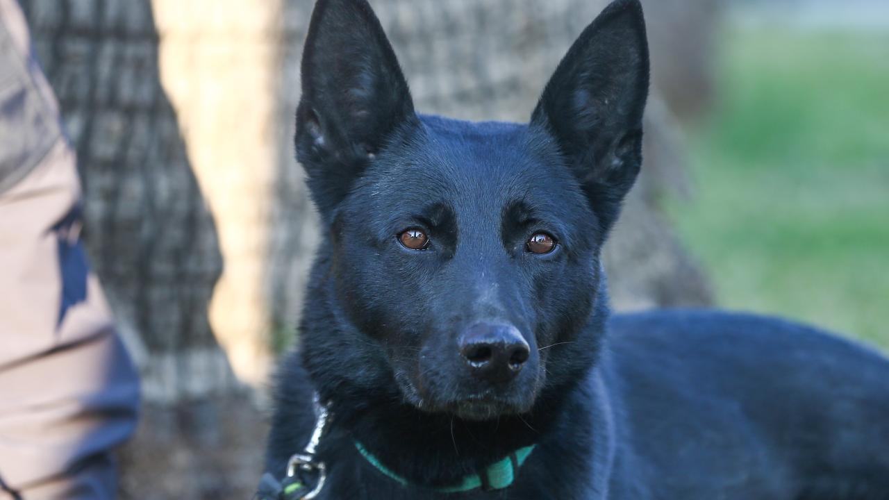 Arama kurtarma köpekleri enkaz altındaki yüzlerce cana umut oldu 5