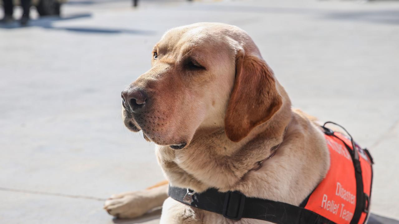 Arama kurtarma köpekleri enkaz altındaki yüzlerce cana umut oldu 7