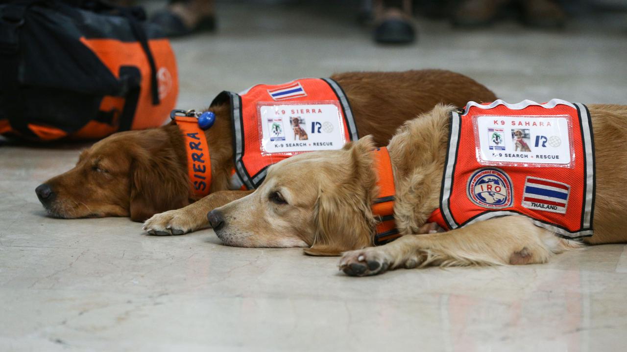 Arama kurtarma köpekleri enkaz altındaki yüzlerce cana umut oldu 2