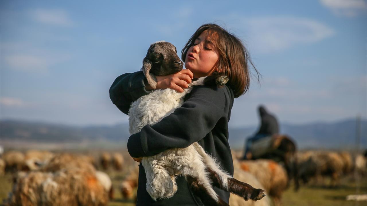 Ailelerinden sadece o kaldı… Baba emaneti koyun sürüsüyle avunuyorlar 11