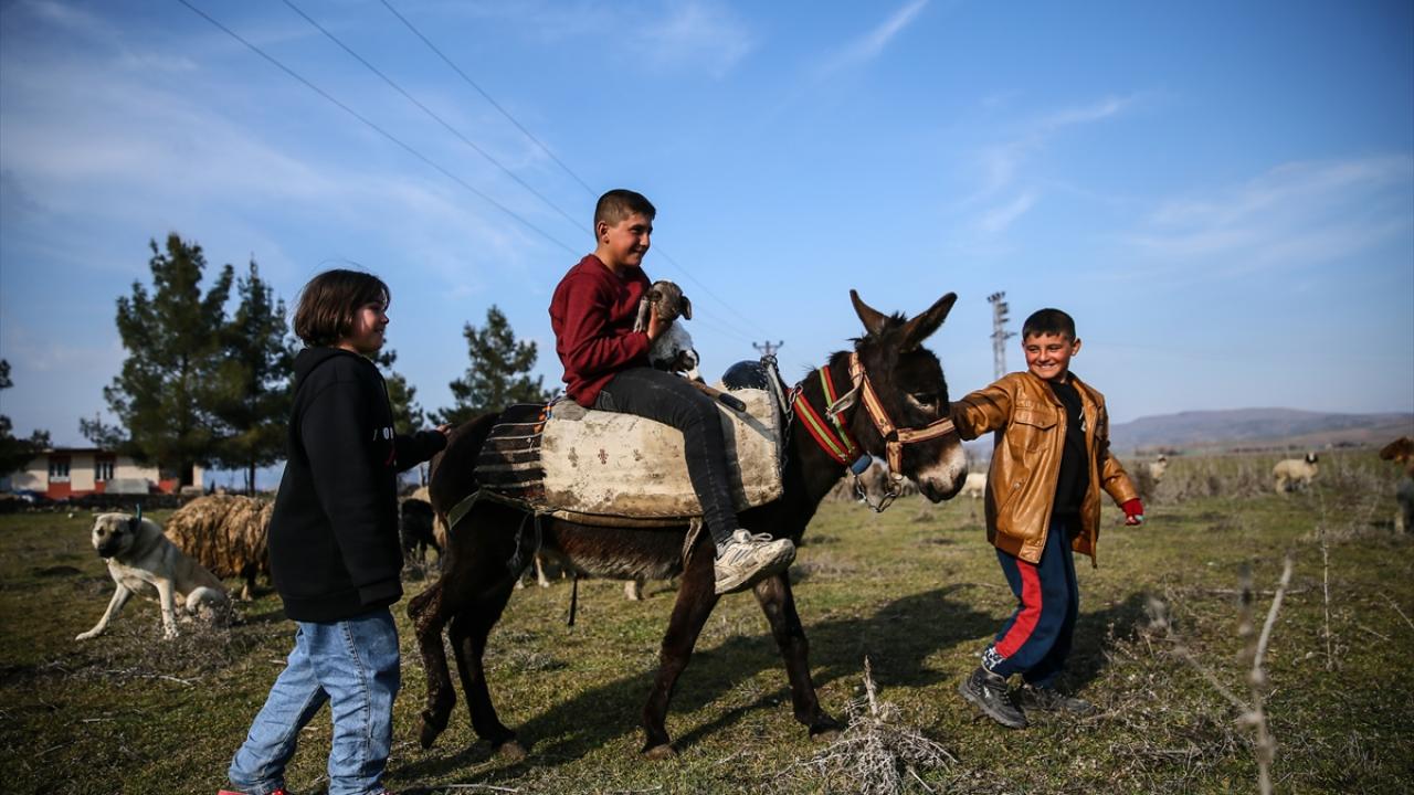 Ailelerinden sadece o kaldı… Baba emaneti koyun sürüsüyle avunuyorlar 10