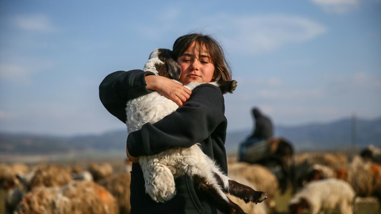 Ailelerinden sadece o kaldı… Baba emaneti koyun sürüsüyle avunuyorlar 1