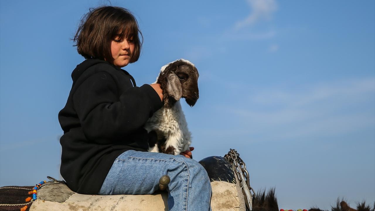 Ailelerinden sadece o kaldı… Baba emaneti koyun sürüsüyle avunuyorlar 7