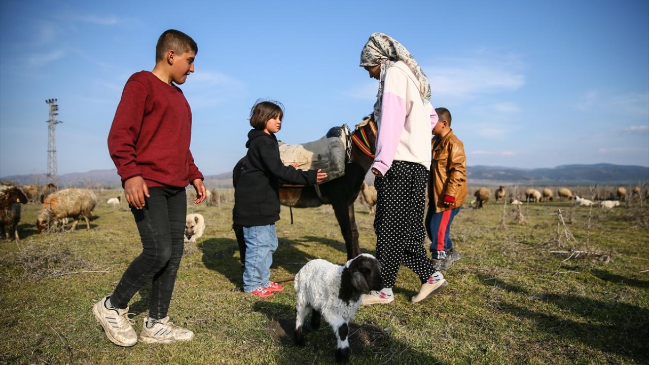 Ailelerinden sadece o kaldı… Baba emaneti koyun sürüsüyle avunuyorlar 6