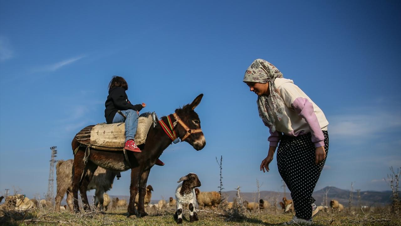Ailelerinden sadece o kaldı… Baba emaneti koyun sürüsüyle avunuyorlar 3