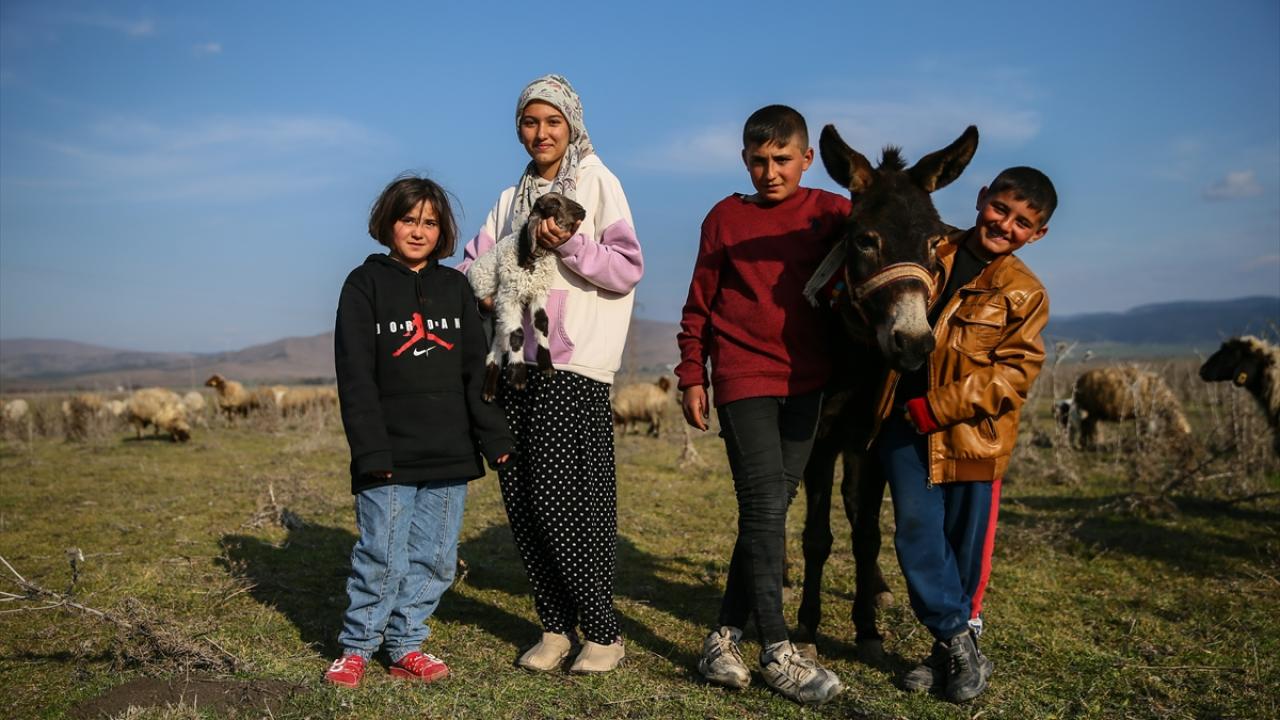 Ailelerinden sadece o kaldı… Baba emaneti koyun sürüsüyle avunuyorlar 2
