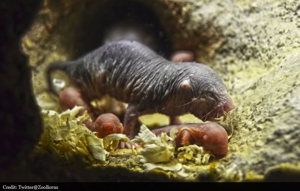 Yaşlanmıyor, acı hissetmiyor… İnsanlığın umudu onlar mı? 4