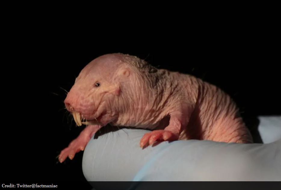 Yaşlanmıyor, acı hissetmiyor… İnsanlığın umudu onlar mı? 1