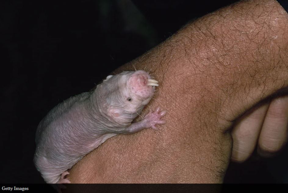 Yaşlanmıyor, acı hissetmiyor… İnsanlığın umudu onlar mı? 3