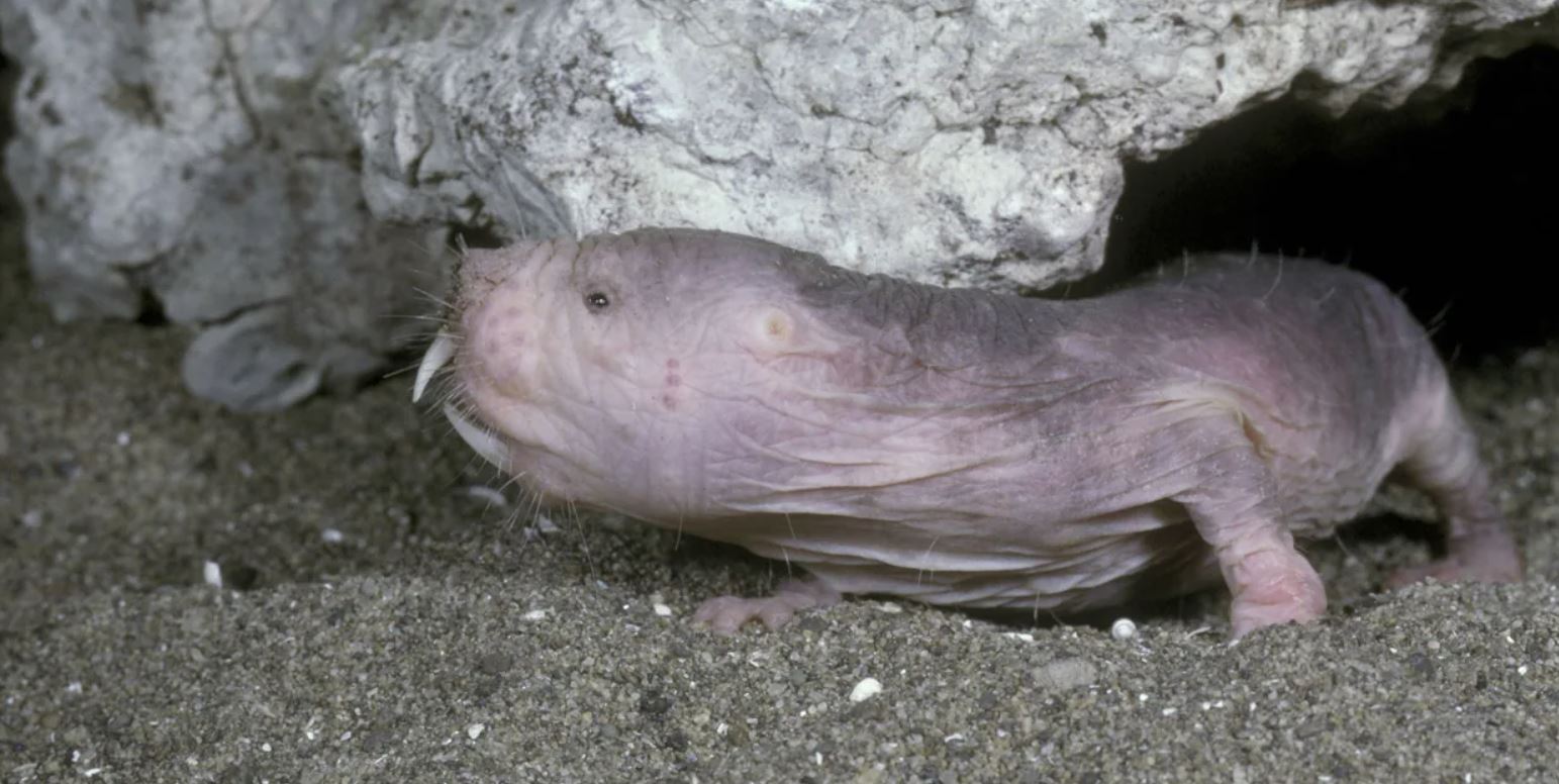 Yaşlanmıyor, acı hissetmiyor… İnsanlığın umudu onlar mı? 5