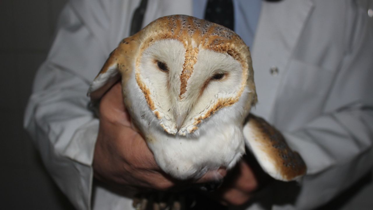 Tarlada çalışırken gördü! Manisa’da ortaya çıktı: Ender görülüyor... 2