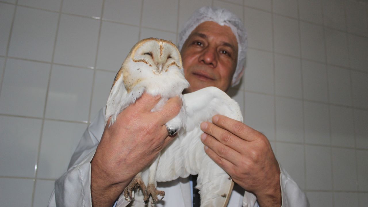 Tarlada çalışırken gördü! Manisa’da ortaya çıktı: Ender görülüyor... 3