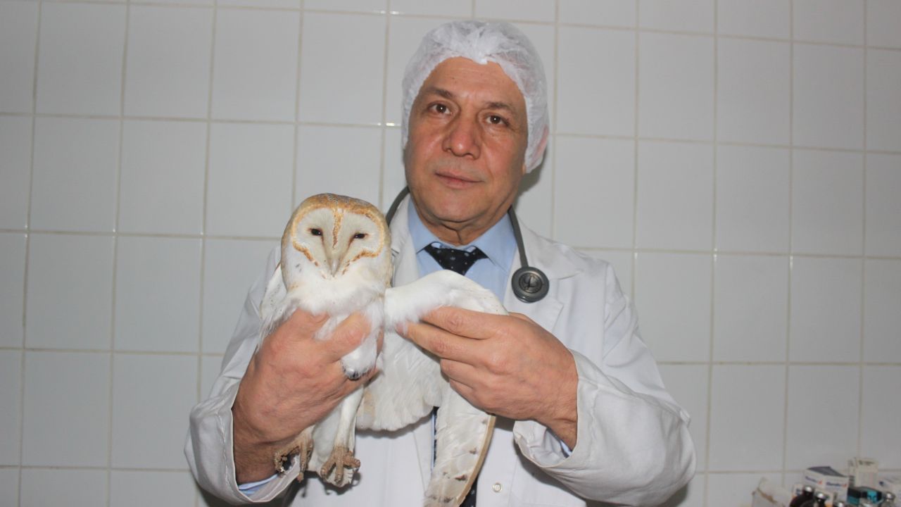 Tarlada çalışırken gördü! Manisa’da ortaya çıktı: Ender görülüyor... 4