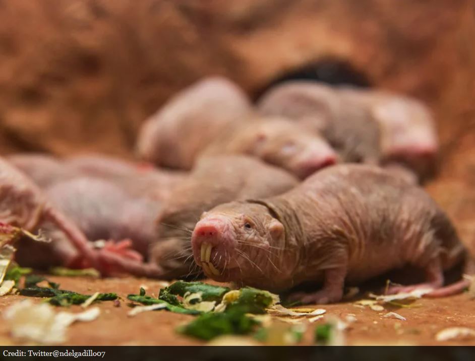 Yaşlanmıyor, acı hissetmiyor… İnsanlığın umudu onlar mı? 2